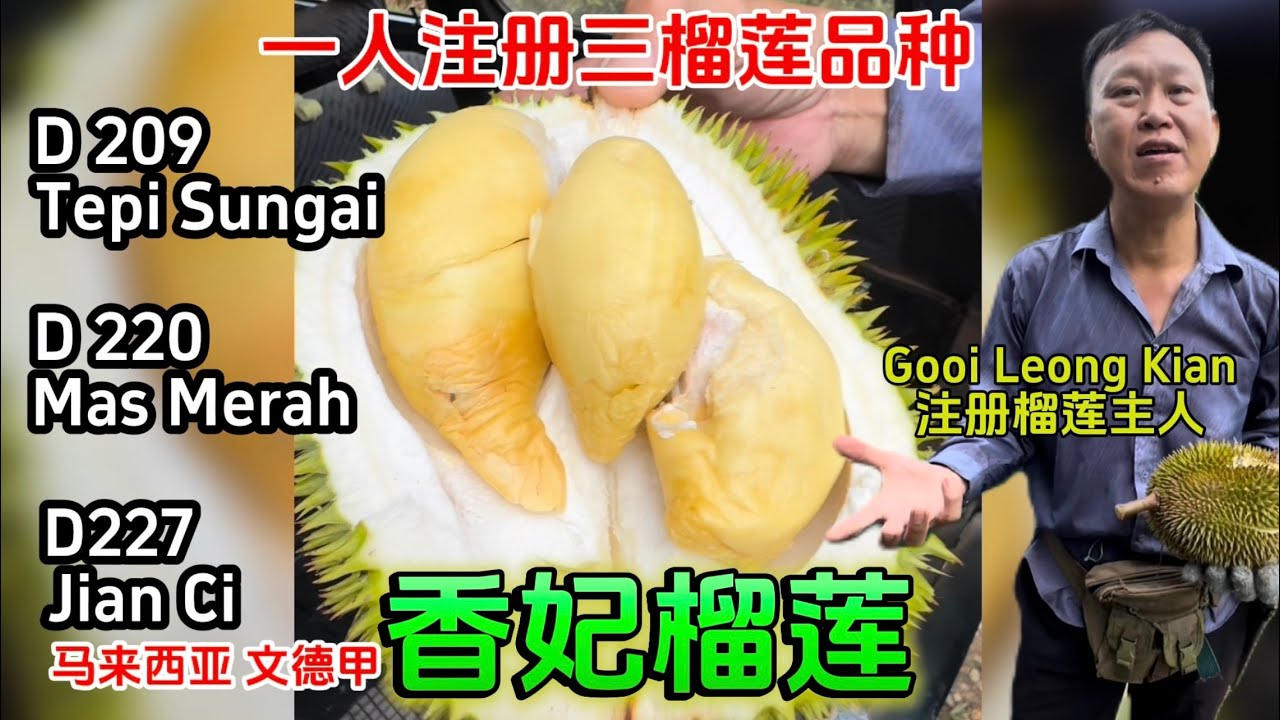 文德甲 Mr.Gooi 一人注册三个榴莲品种在马来西亚农业局里受承认的！D 209 D220 D227