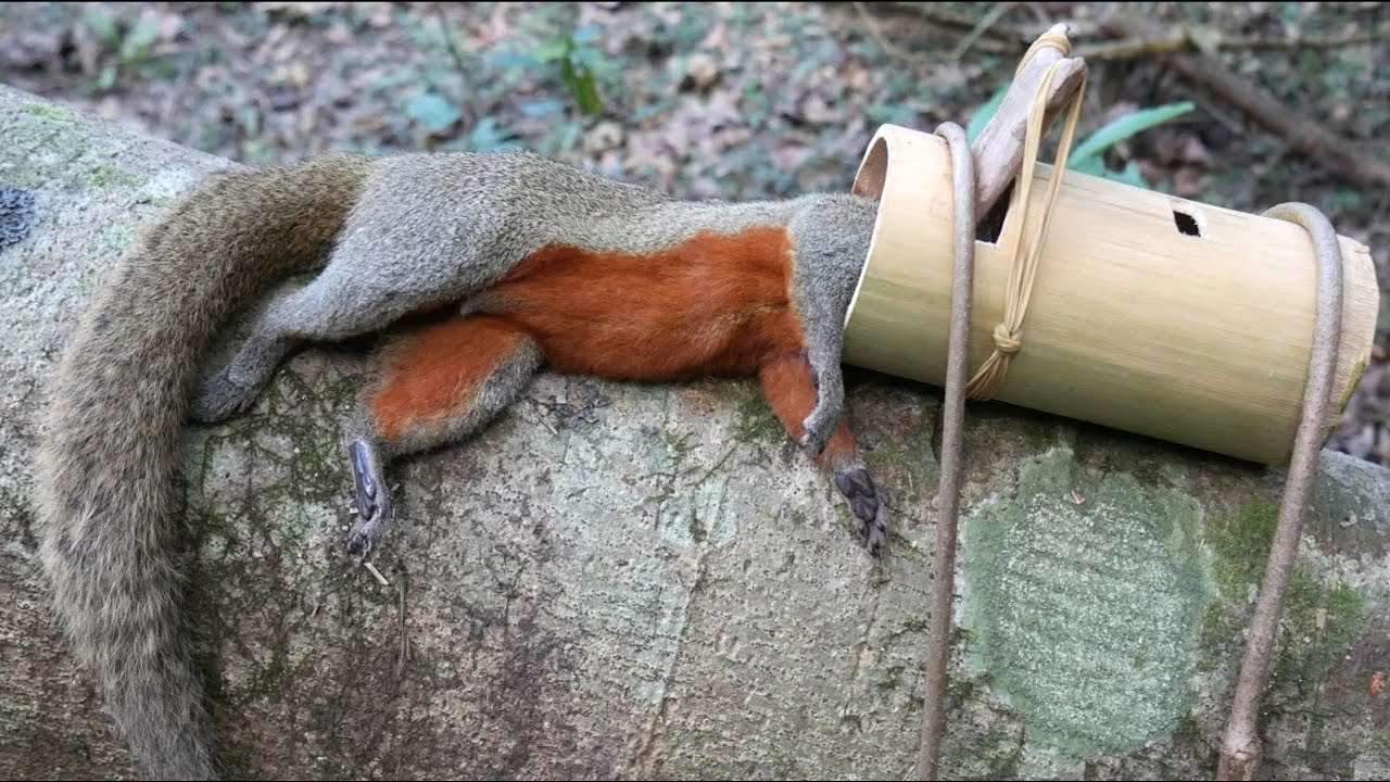 amazing idea to be looking for food in the jungle for survival episode 54 I got a big squirrel