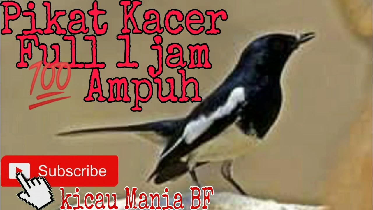 Mp3 Suara pemikat burung Kacer sangat ampuh