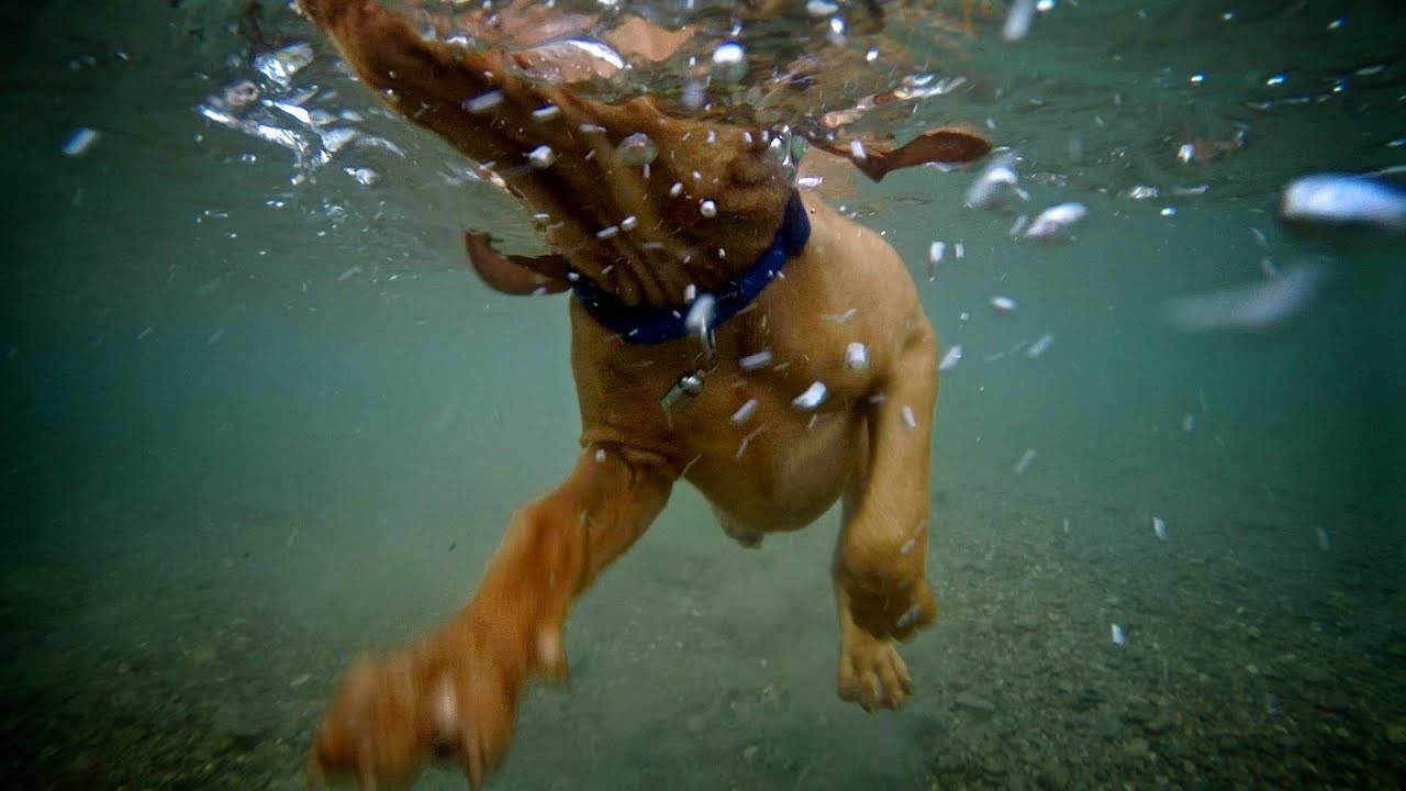 3 month old Magyar Vizsla swim /// Zell am See - Kaprun /// Austria