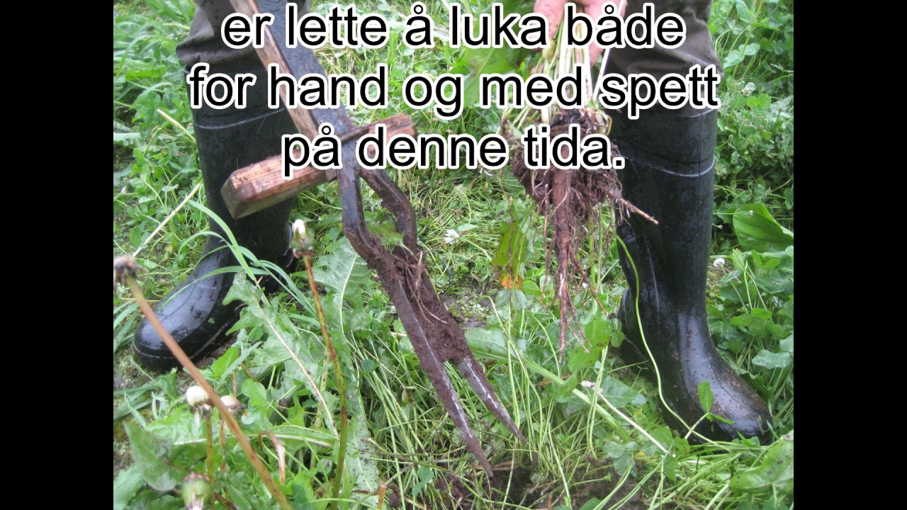 Tiltak mot høymole