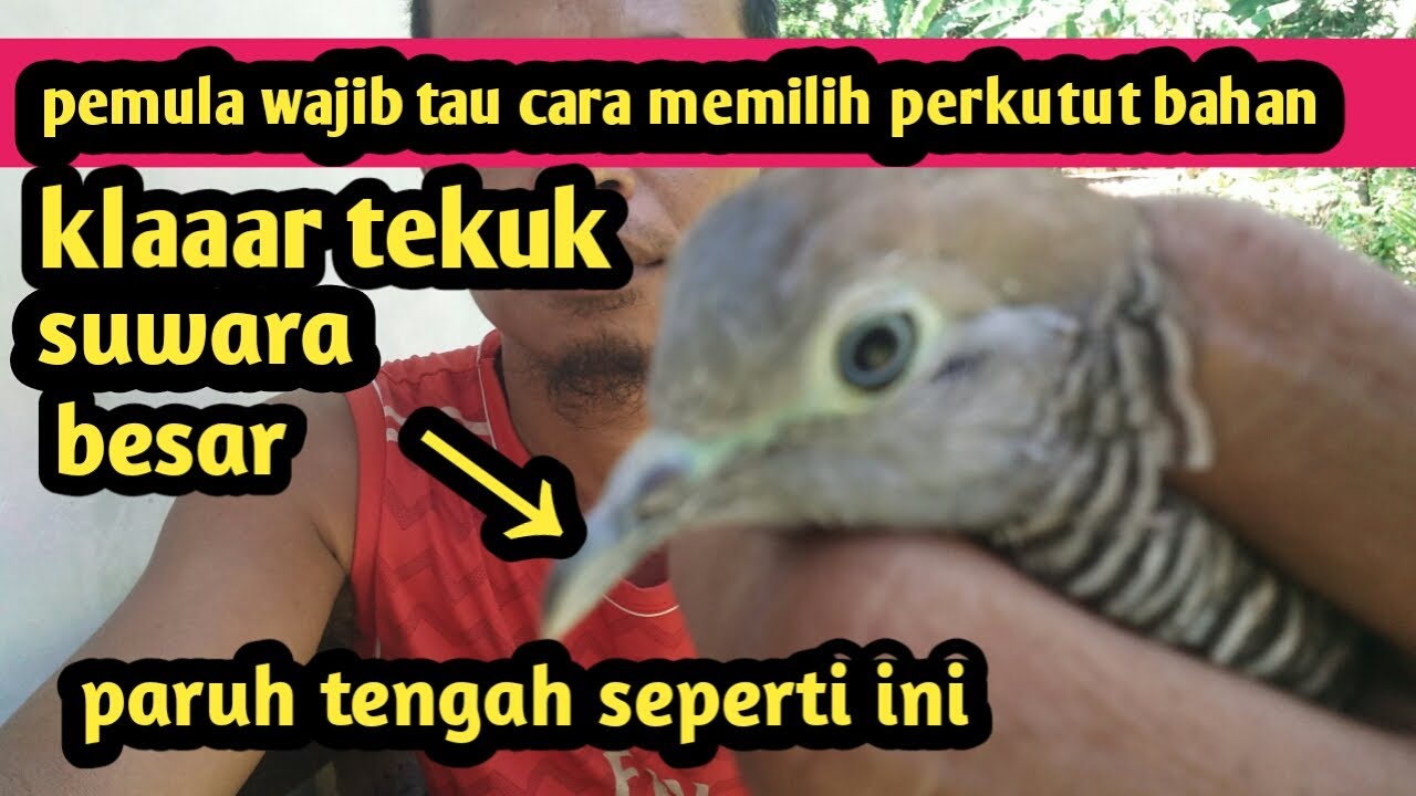 Tips memilih perkutut lokal suwara besar klar tekuk halus bagus