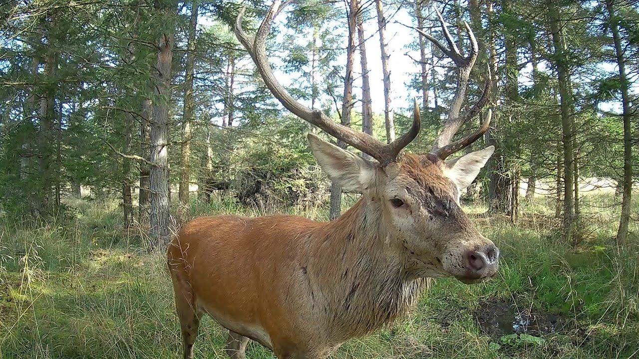 Jelení říje 2024 1.část (Šumava)