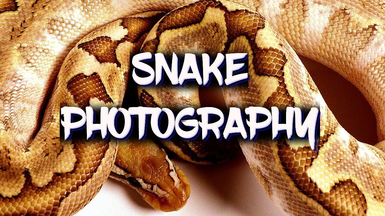 How to photograph your reptiles