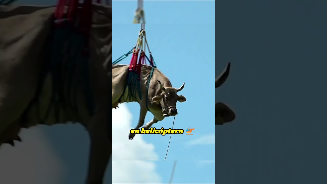Por Qu&eacute; Esta Vaca Est&aacute; Volando 😱 #shorts #shortsvideo