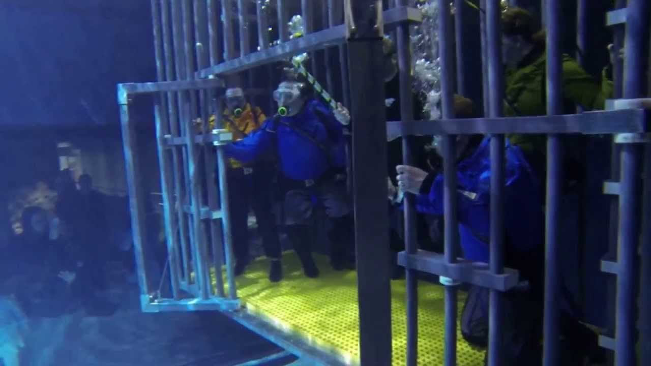 Point Defiance Aquarium - Shark Cage Dive 1 December 2013 (Part 1 of 2)
