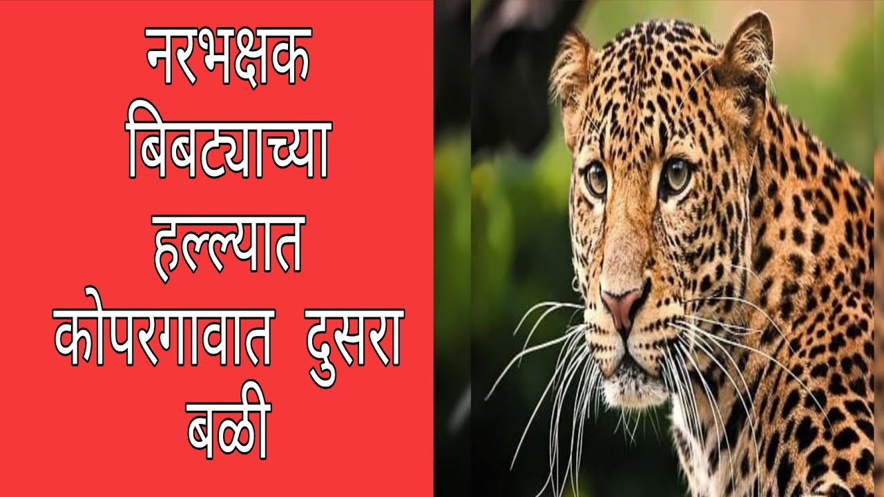 नरभक्षक बिबट्याच्या हल्ल्यात कोपरगावात दुसरा बळी Second victim in man-eating leopard attack 
