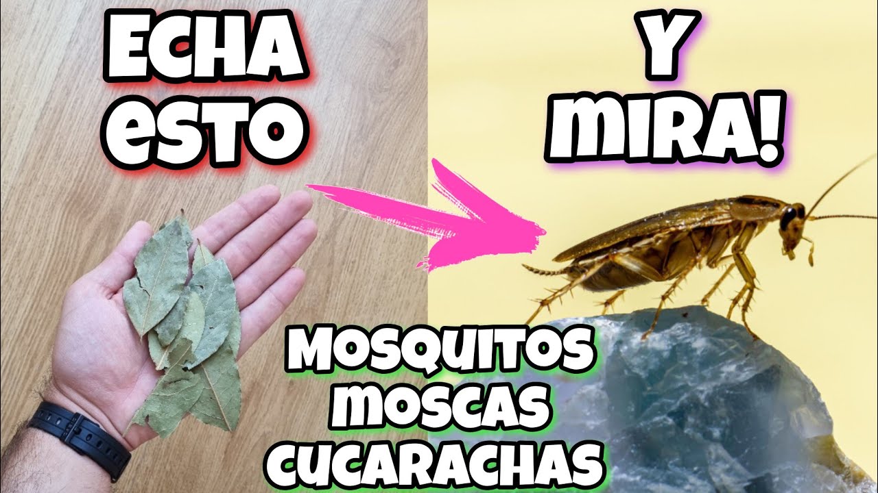 APLICA esto y en 2 HORAS no tendrás más moscas, mosquitos y cucarachas! Repelente casero de laurel