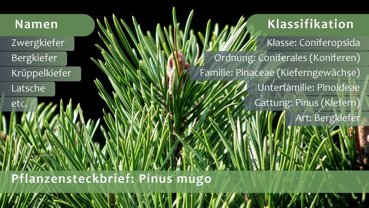 Pflanzensteckbrief Pinus mugo