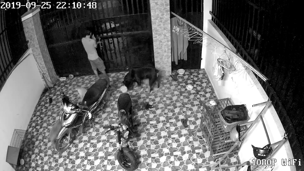 Tội Nghiệp Mèo Con...