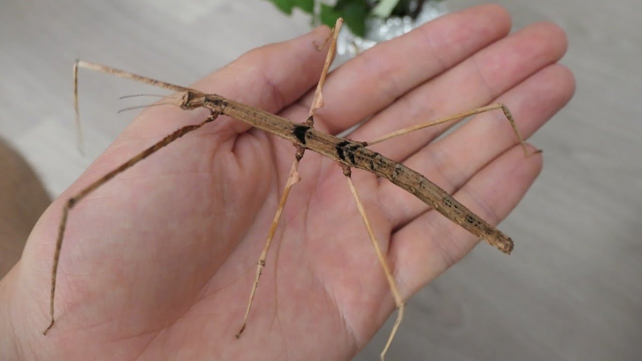 insecto palo (parapachymorpha zomproi)