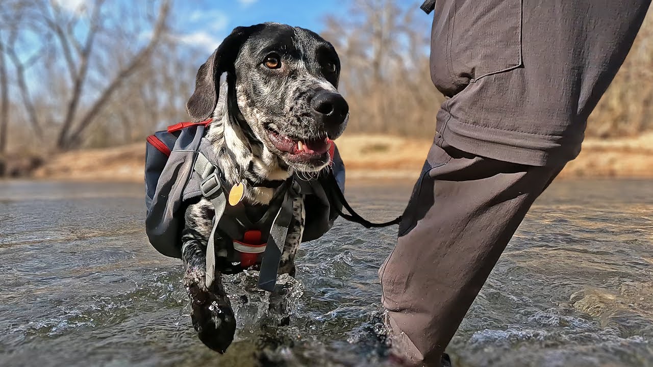 First Time Hiking With My Dog | Busiek State Forest | Red Trail