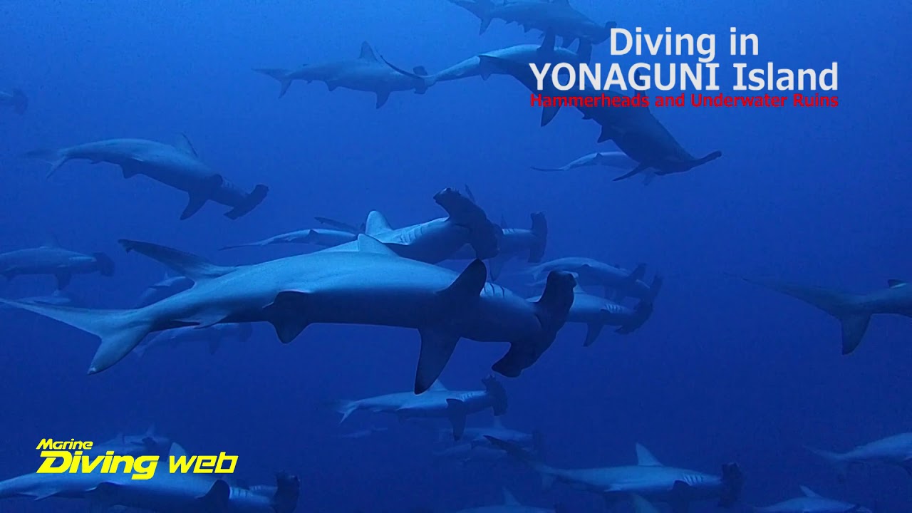 Diving in YONAGUNI ISLAND Hammerhead sharks