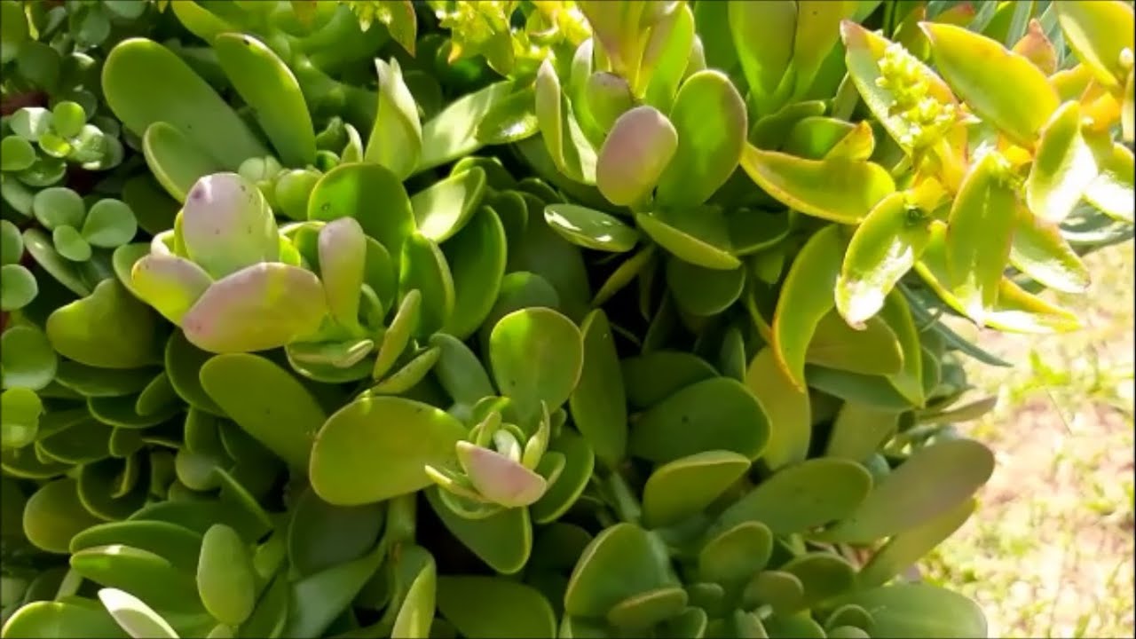 SENECIO JACOBSENII  #CRESCIMENTO #MUITO #R&Aacute;PIDO  -  MAR&Iacute;LIA GALDINO  -  MORI&Aacute; PLANTAS