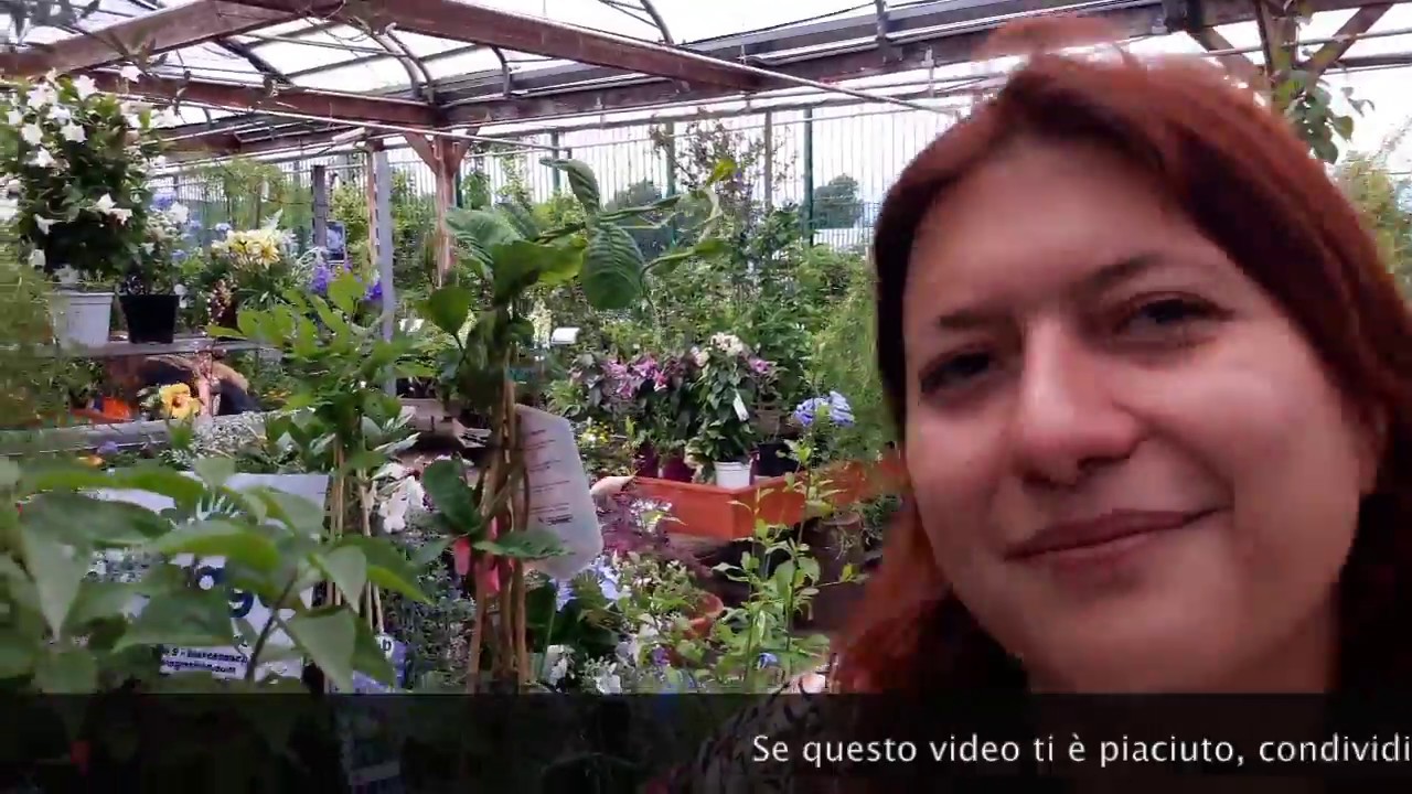 Consigli utili su come coltivare il lilla' o syringa vulgaris