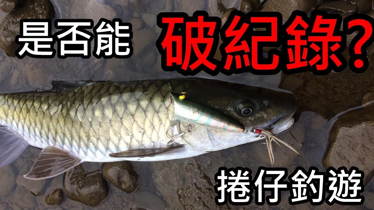 【Doggy Fishing】捲仔之旅  阿台中大魚 ! 到底能不能破紀錄呢? (何氏棘魞 Spinibarbus hollandi)