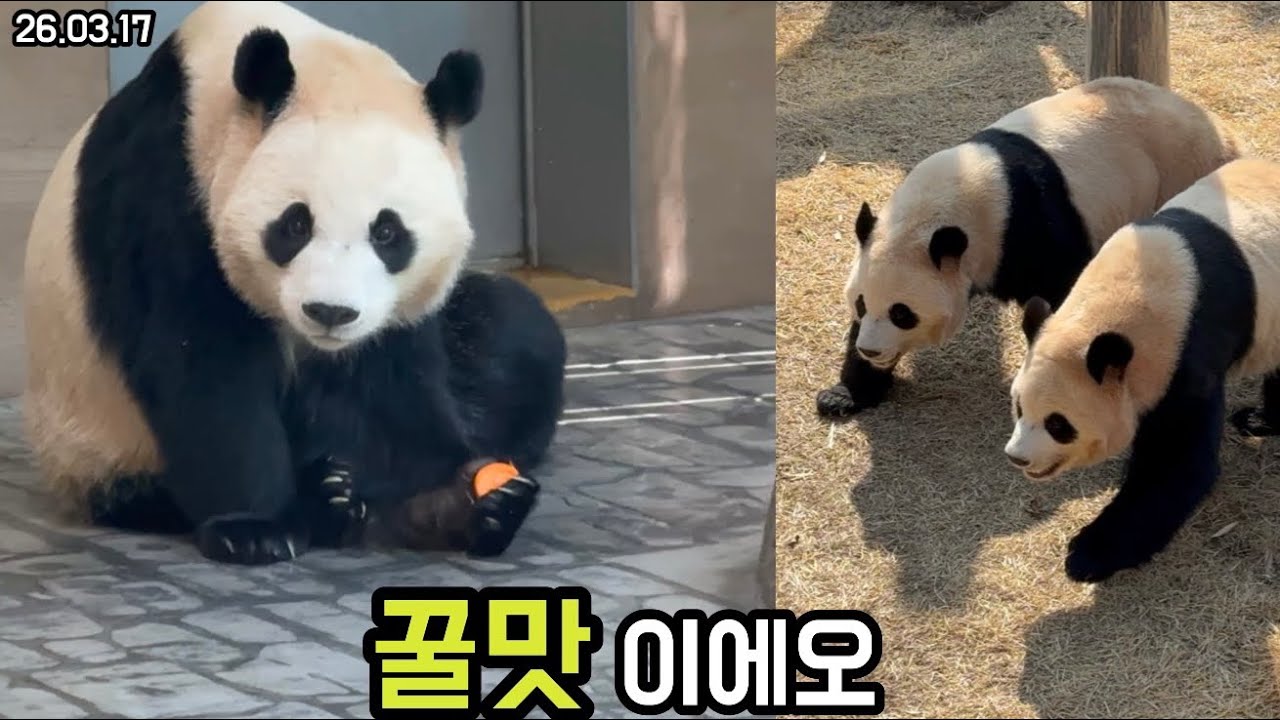 26.03.17 운동 후 간식은 꿀맛🍯🥕