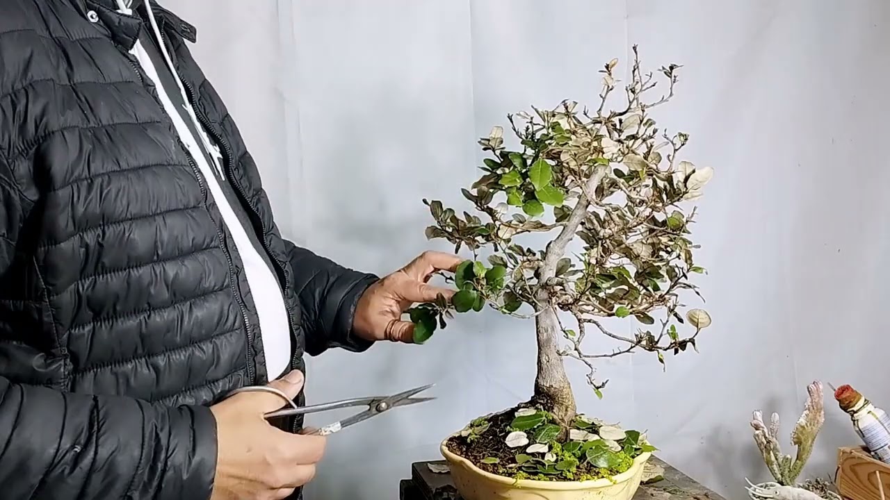 Seguimos rediseñando l Eleagnus, defoliado y alambrado.