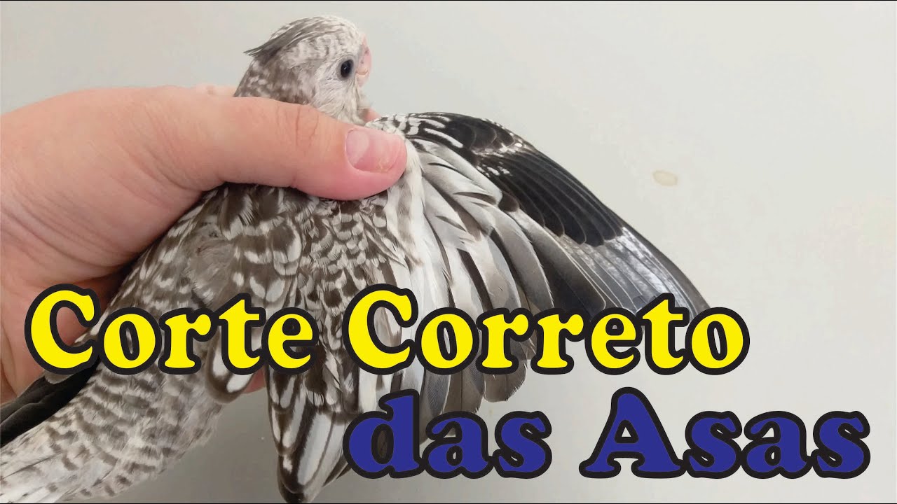 Cortar ou Não Cortas as Asas