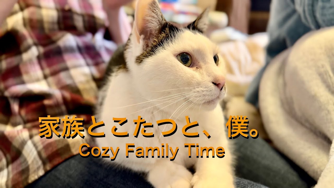 家族の団らんと、膝の上でとろける猫。Japanese family dinner with a cozy cat.