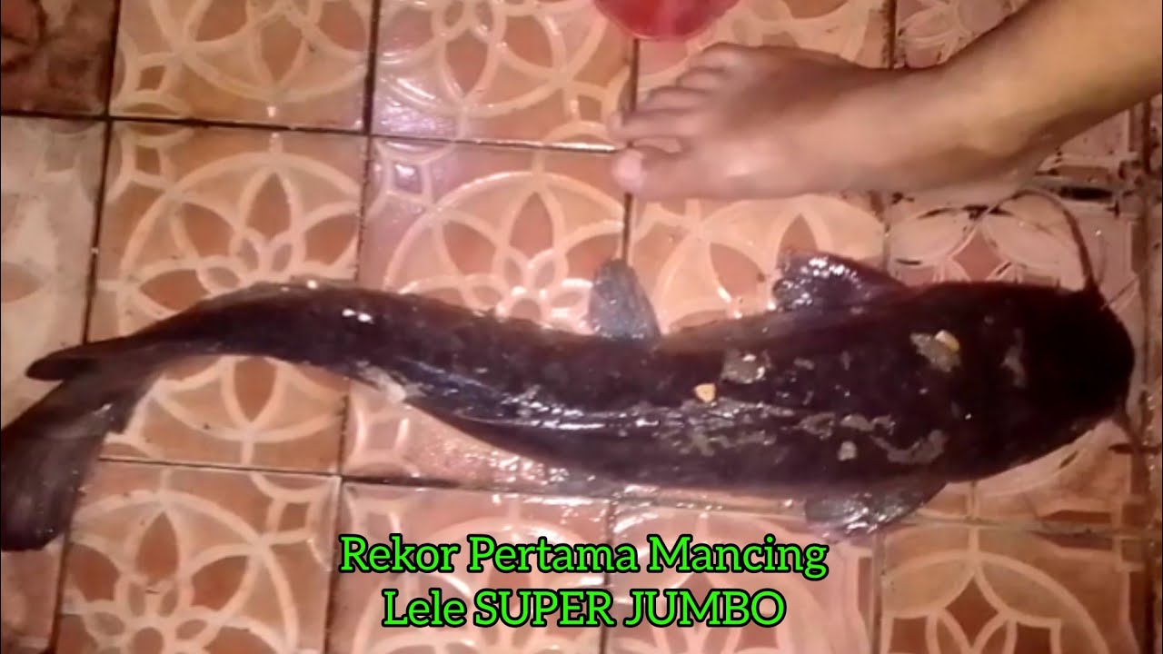 LAUK BUAT SAUR & BUKA PUASA RAMADHAN MANCING STRIKE IKAN MONSTER LELE DUMBO SUPER JUMBO MALAM JUMAT 