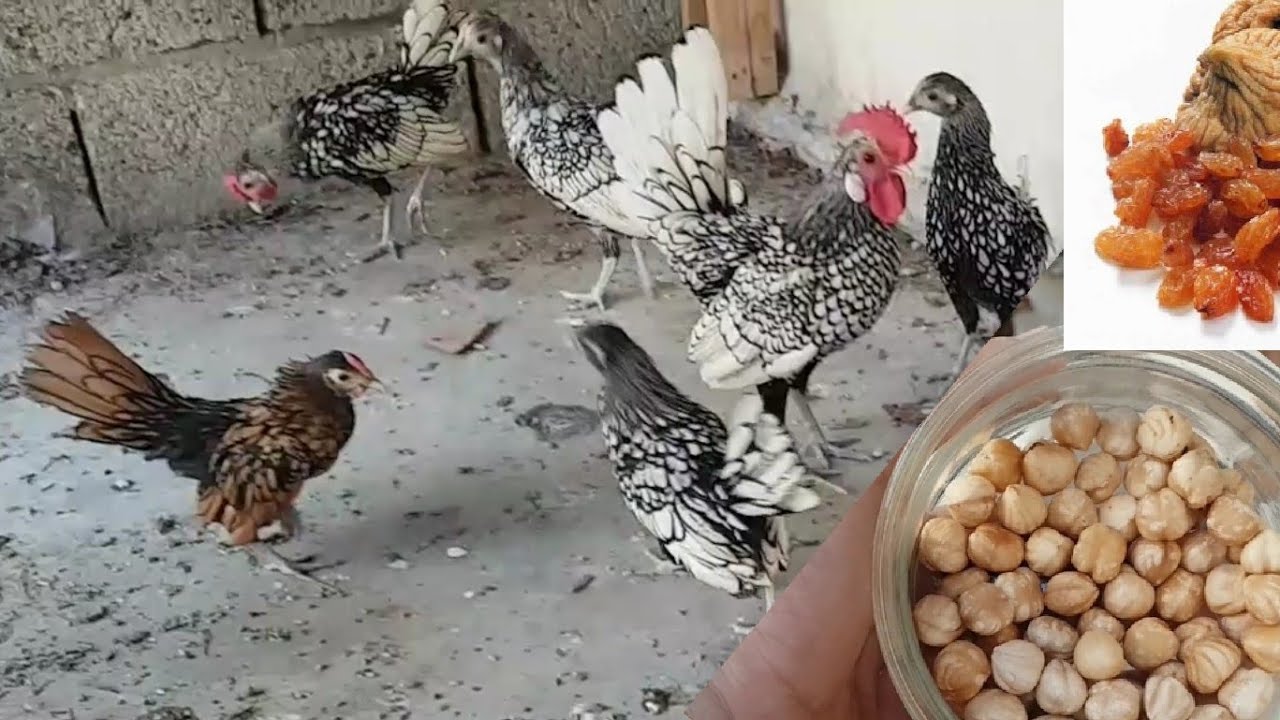 TAVUKLARA FINDIK VERDİM ZİBRİT HOROZ YERİNDE DURAMADI KURU MEYVEDE ÖNERİRİM