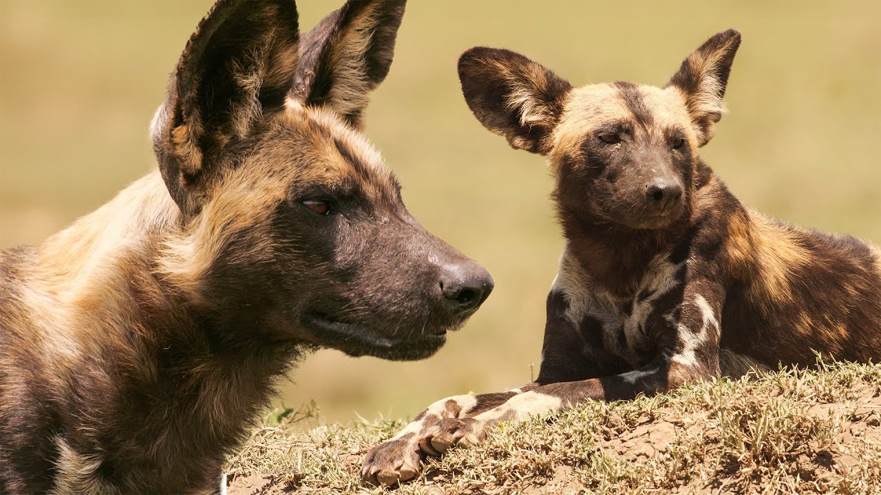 African Wild Dogs Up Close | Zimbabwe | Robert E Fuller