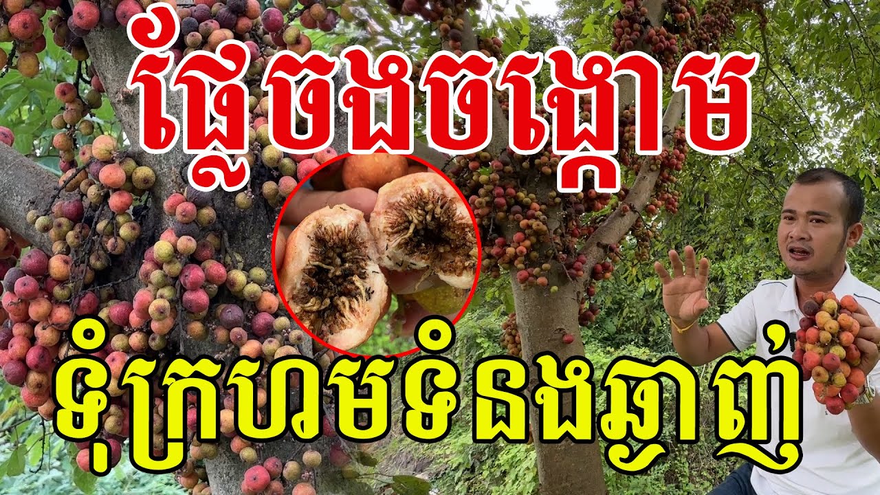 ផ្លែទុំល្អណាស់ ទំនងគួរឱ្យចង់ញ៉ាំ បងប្អូនស្គាល់ផ្លែនេះទេ?