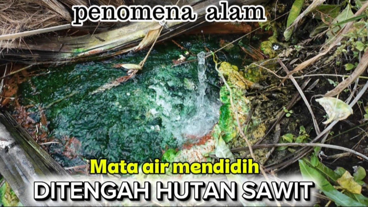 Menakjubkan !!! Penomena alam air mendidih ditengah hutan kelapa sawit