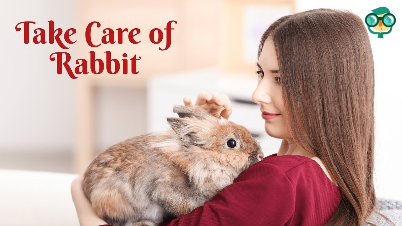 How to Take Care of a Rabbit in an Apartment? How to Take Care of a Rabbit in the House?
