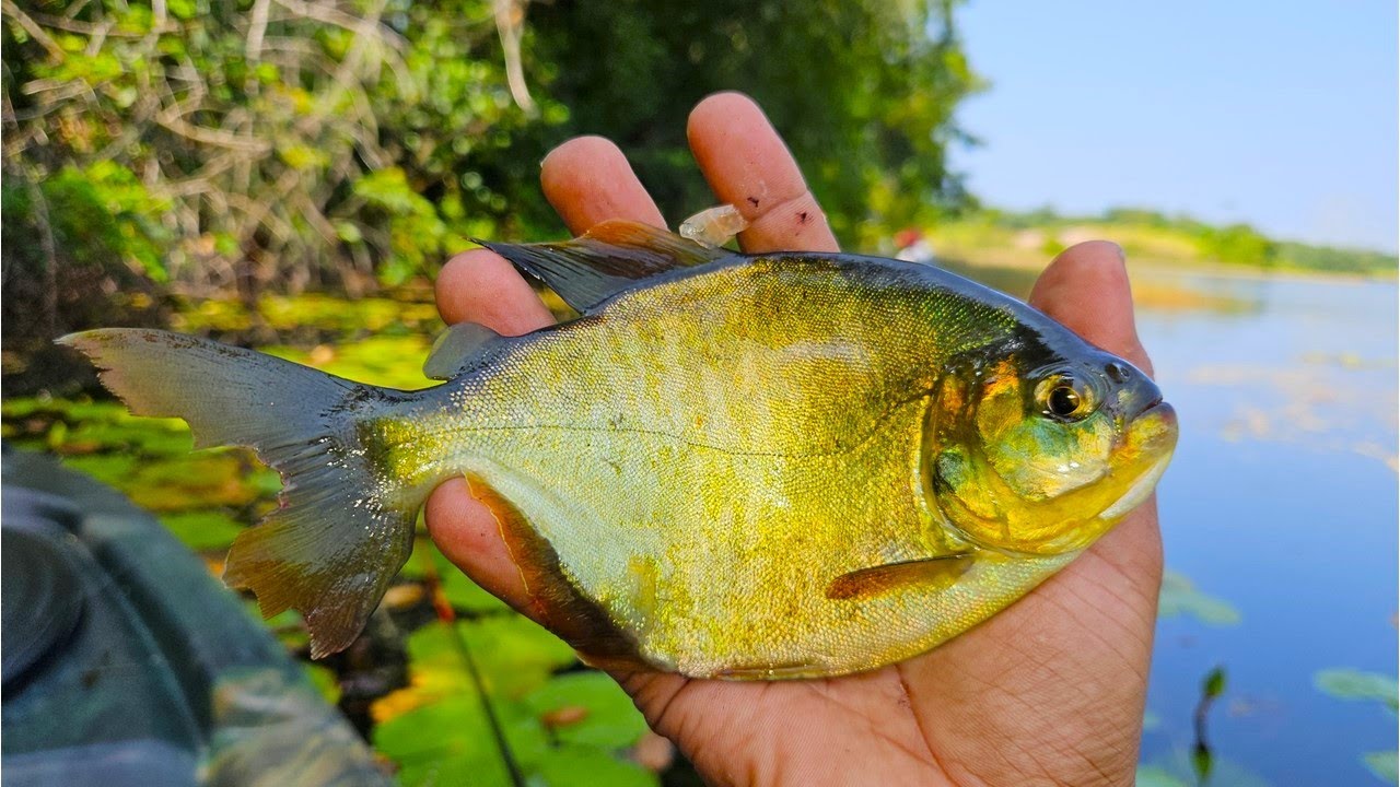 Fishing for Pacu in the hidden Swamps of Suriname