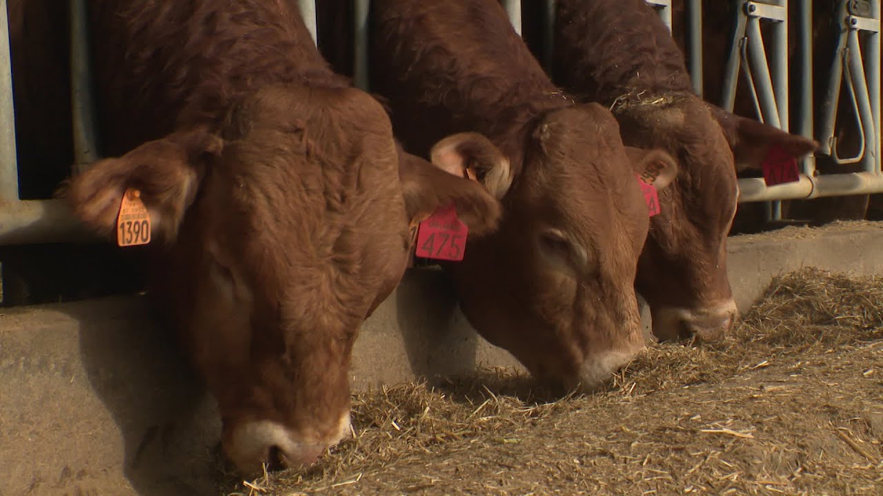Guerre en Ukraine : les exportateurs de vaches limousines en difficulté