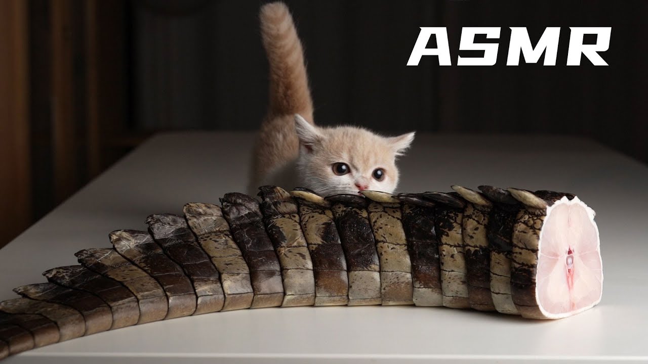 Котенок ест хвост крокодила ASMR