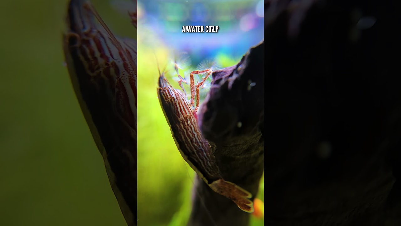 This Is Why Bamboo Shrimp Are Really UNIQUE