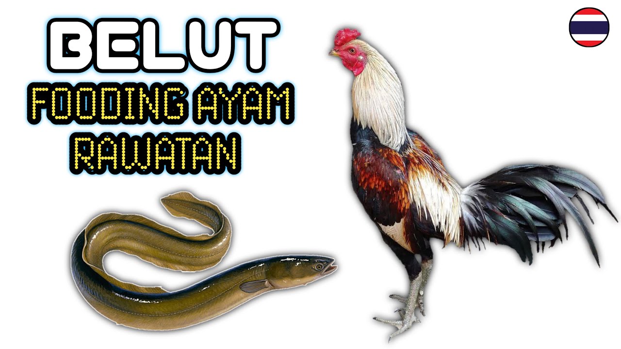 Manfaat belut untuk ayam rawatan