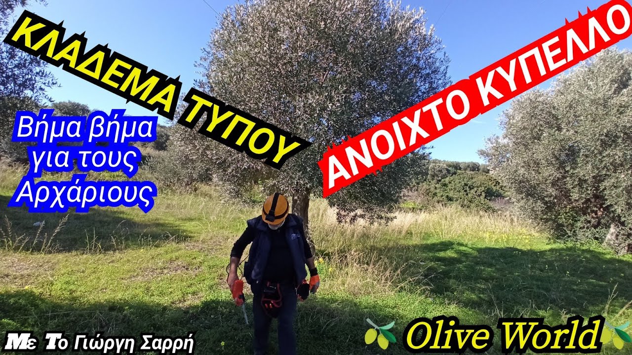 Κλάδεμα Ελιάς🫒 -Τύπου - Ανοιχτό Κύπελλο - Αρχικός Σχηματισμός - Διαμόρφωση