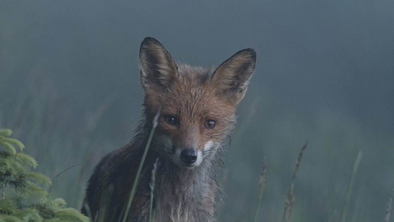 Fuchs, Sperlingskauz und Co. - Wildnis vor unserer Haustür