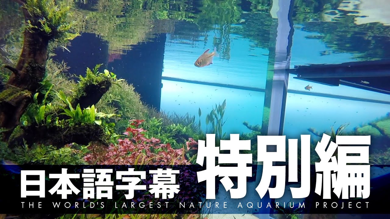 天野尚×リスボン海洋水族館　世界最大のNAプロジェクト 特別編