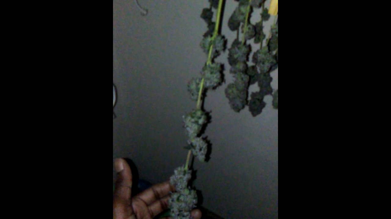 Platinum delights #2