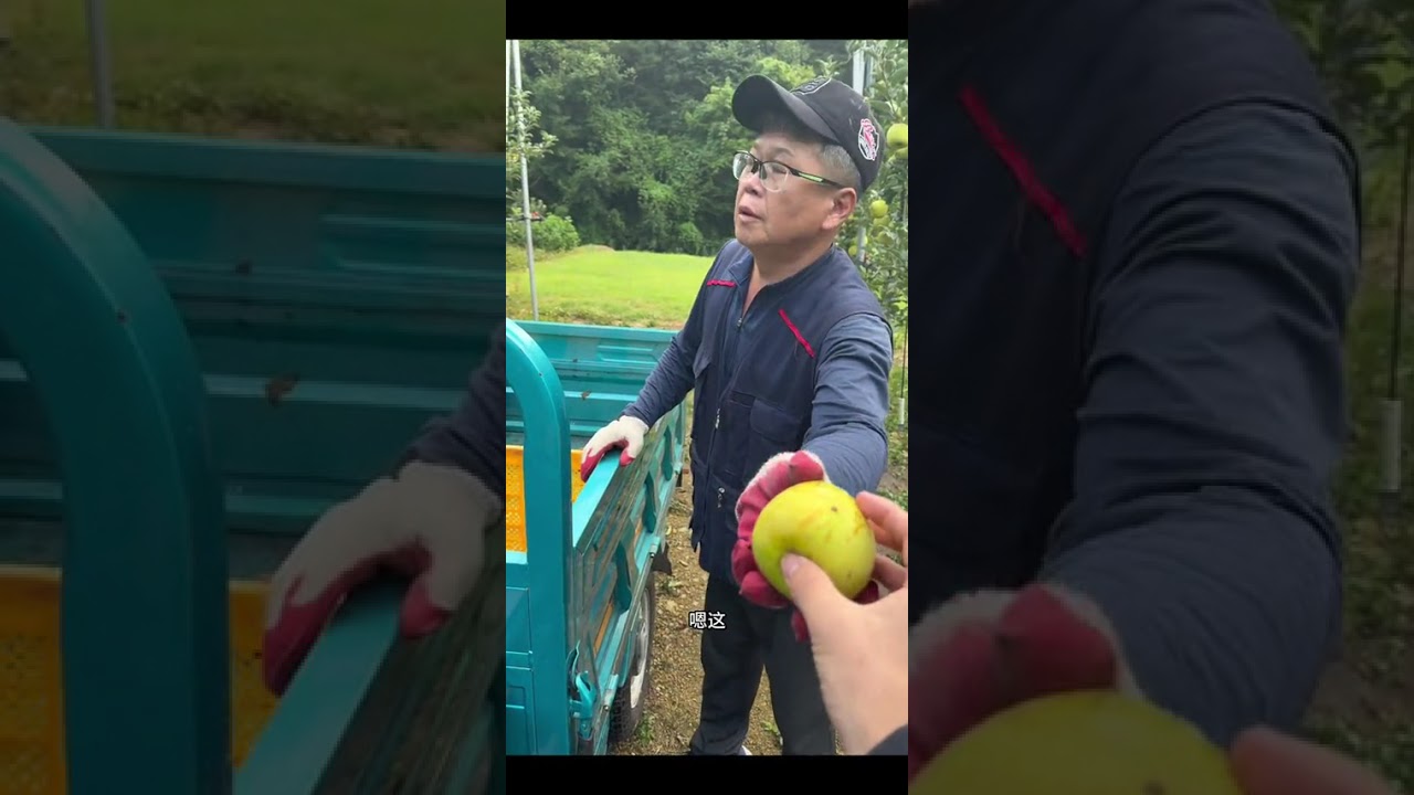 哪怕苹果掉了一地，也一定要等苹果熟透了才能摘，这可能就是苹果好吃的原因吧#农村生活 #韩国 #苹果熟了 #国庆假期被安排明白了 @抖音小助手 @抖音创作小助手 @DOU+小助手