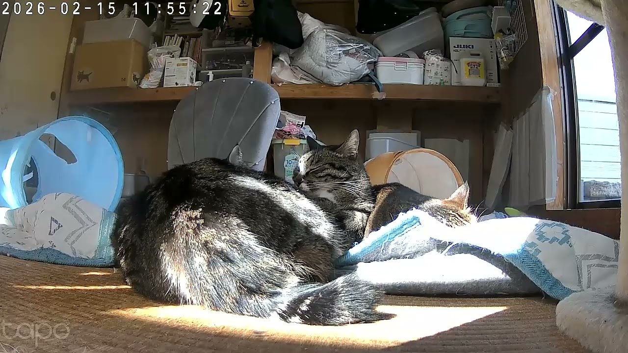 もうコタツしまおうか