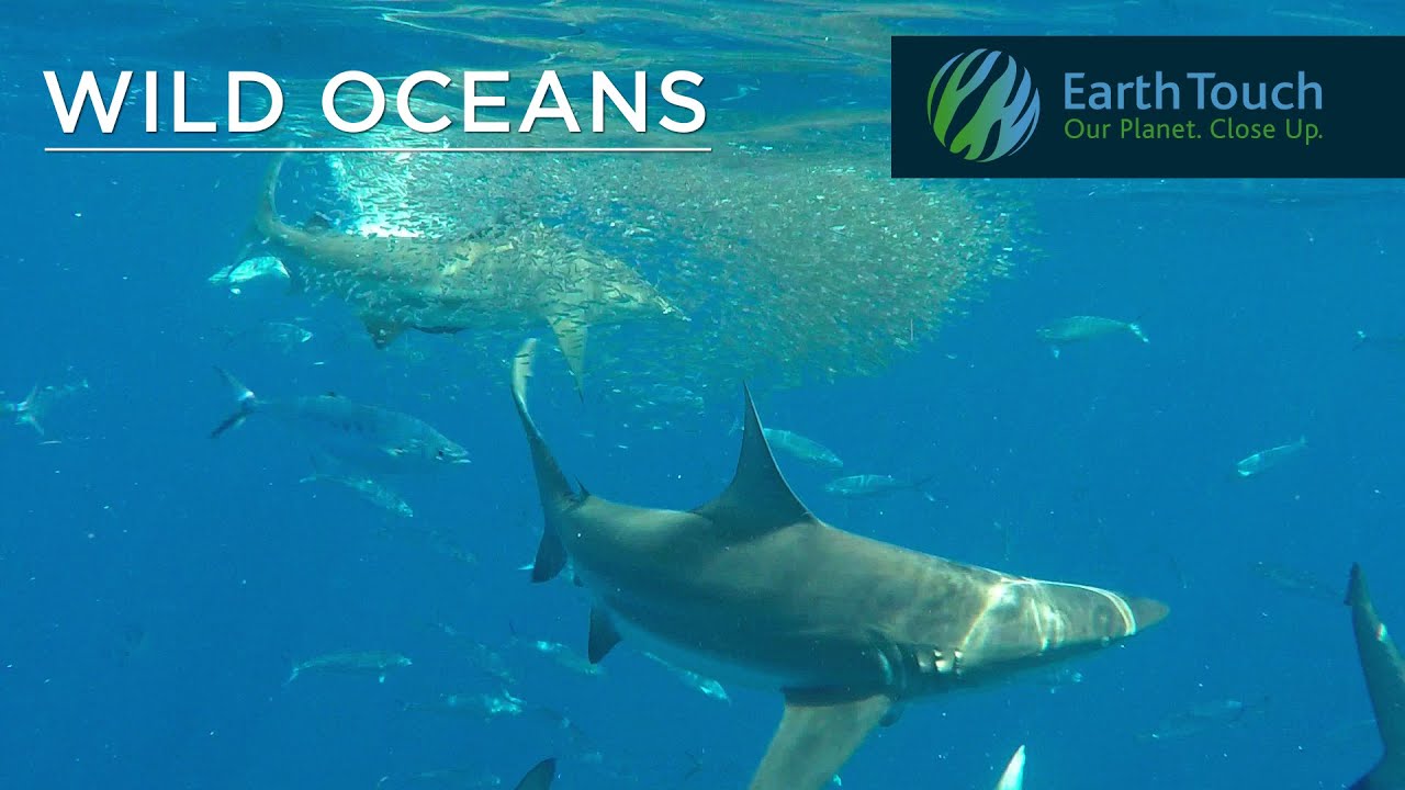 Ocean predators attack sardines in feeding frenzy