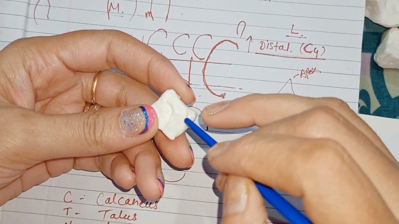 identification and side determination of intermediate cuneiform bone in hindi part 7