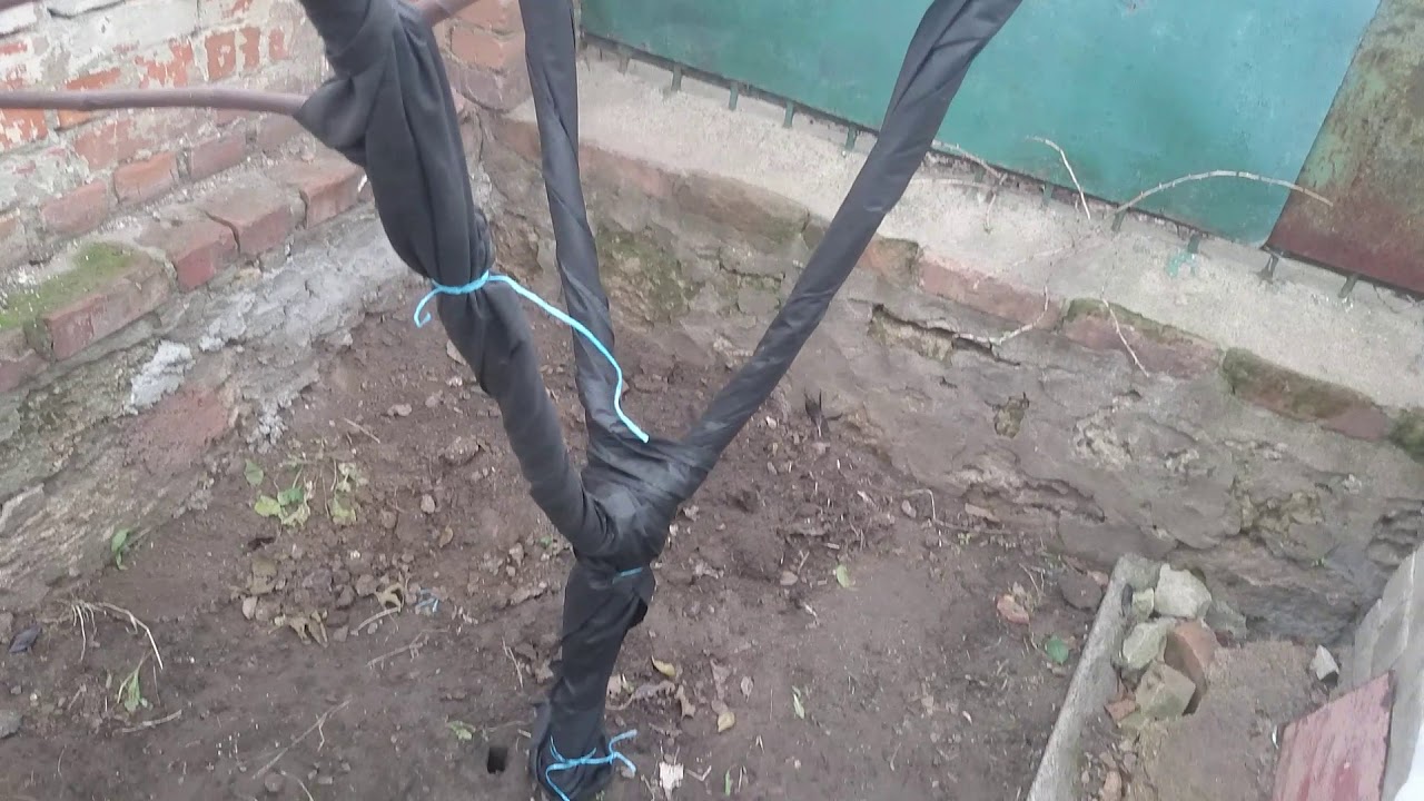 Укрытие инжира в зиму
