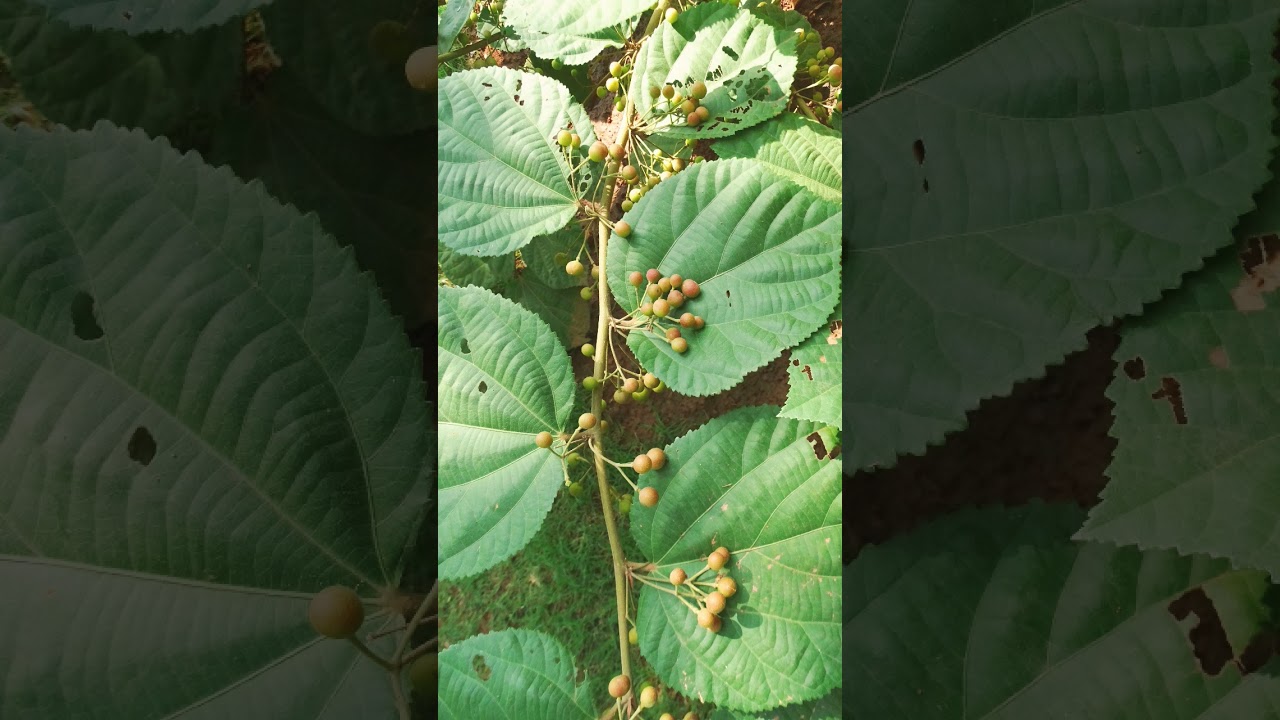 🌹&sup1;⁵☆&bull;⁵◇⁵■&sup2; Bhimal (Grewia optiva) in Bhindi/ Mallow Family (Malvaceae)