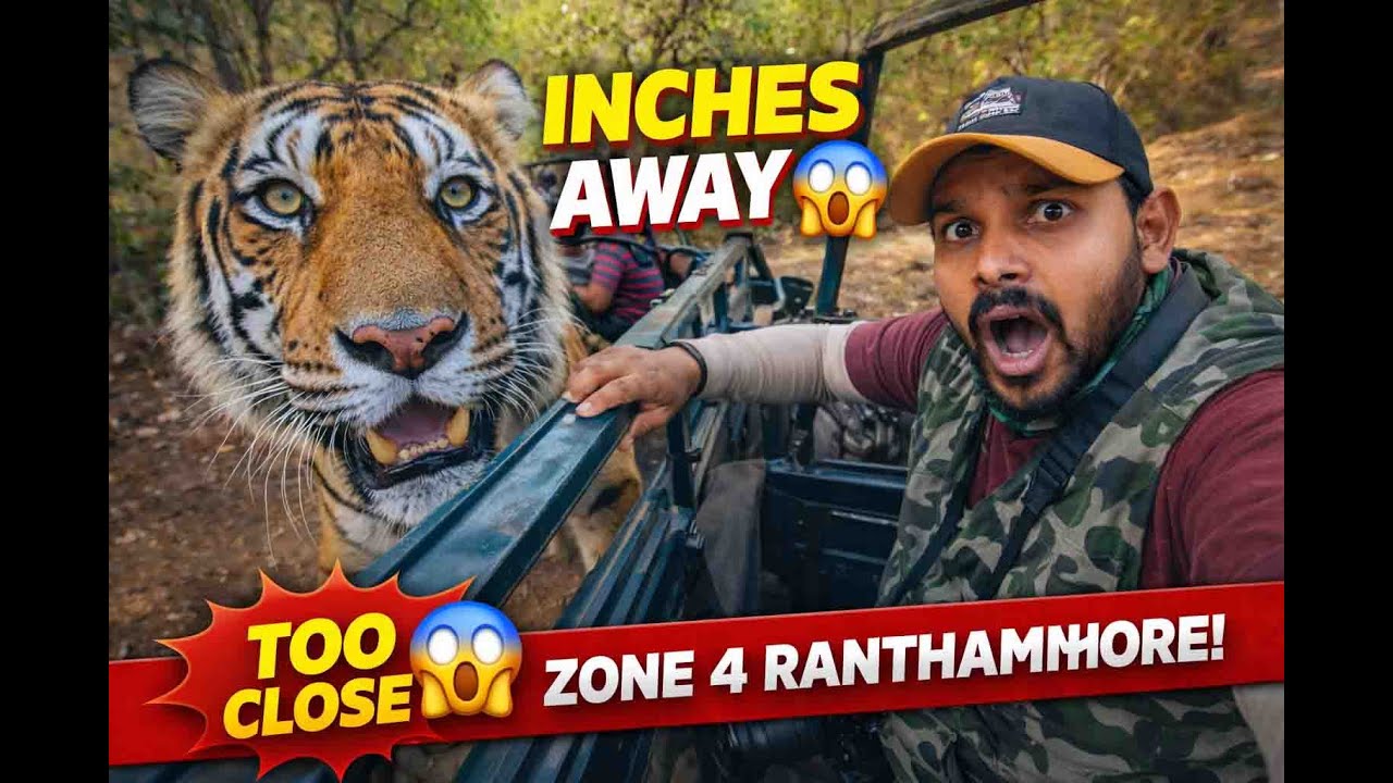 Ranthambhore Zone 4 😱 Tiger Came Extremely Close to Gypsy | Heart Stopping Encounter #CloseEncounter