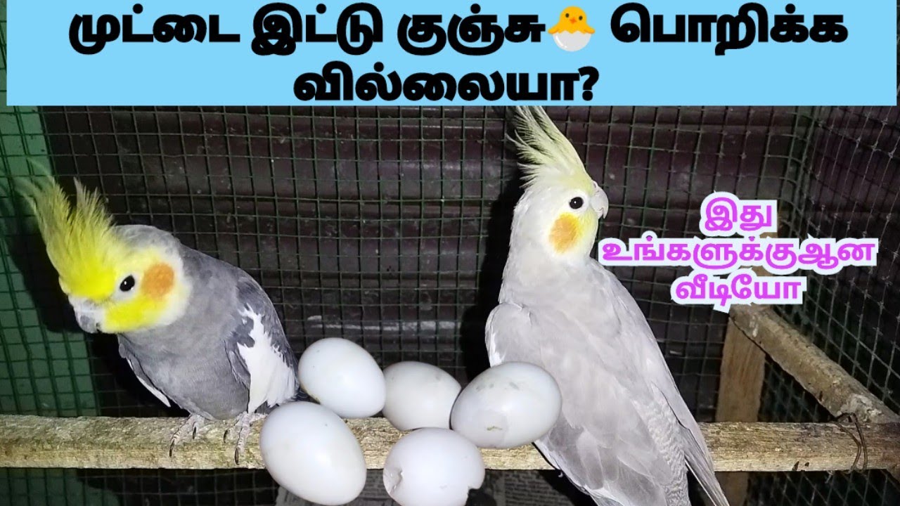 cockatiel laying eggs but not hatching|cockatiel unfertile eggs reason in tamil