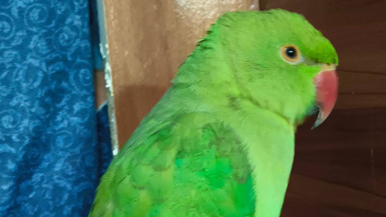 Umesh Yaduvanshi is live ringneck parrot live stream