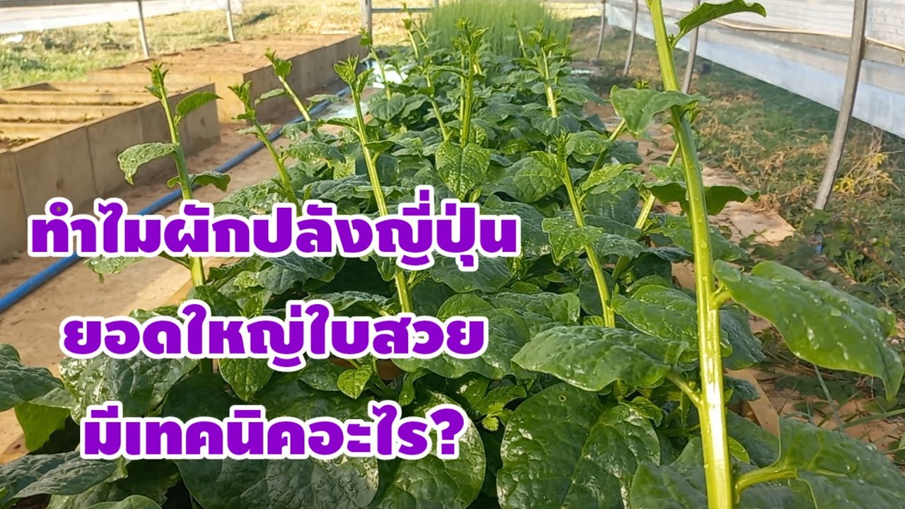 วิธีการปลูกผักปลังในกระถาง ปลูกง่ายโตไว เก็บขายได้ตลอดปี/เต๋าสายกลาง