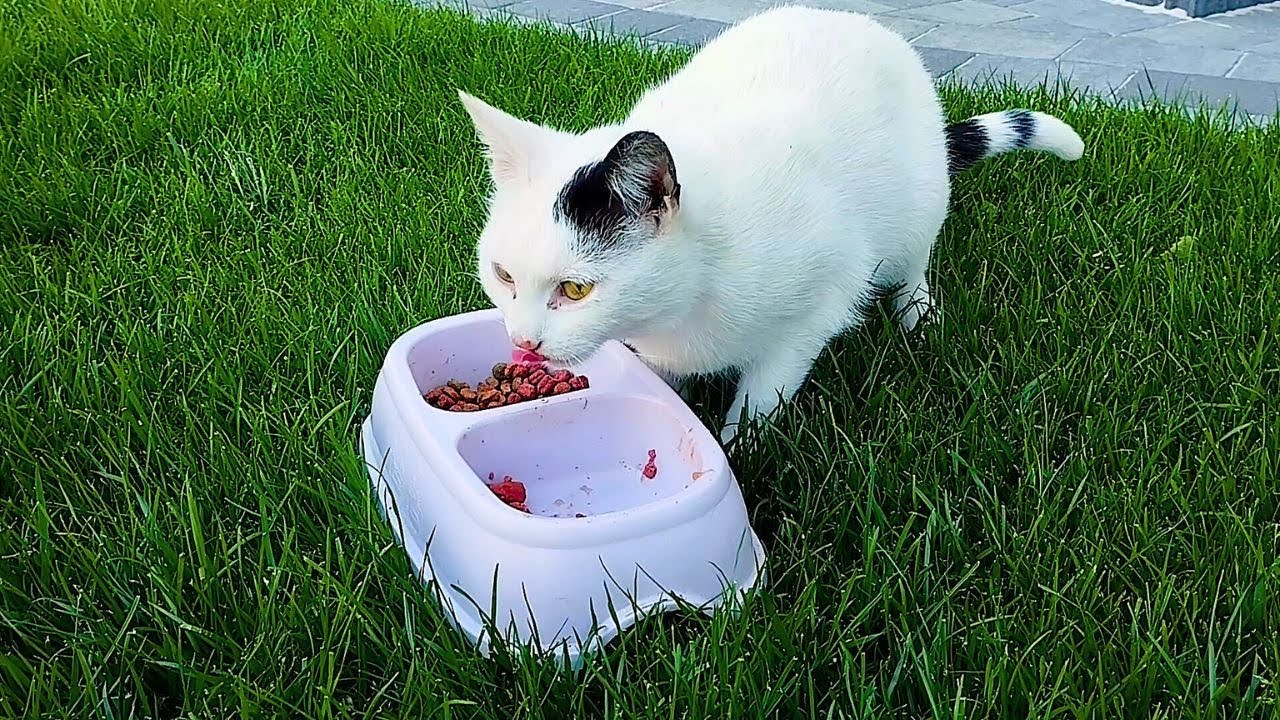 Dziki kot czasami mnie odwiedza. Białaska i zwyczaje kot&oacute;w